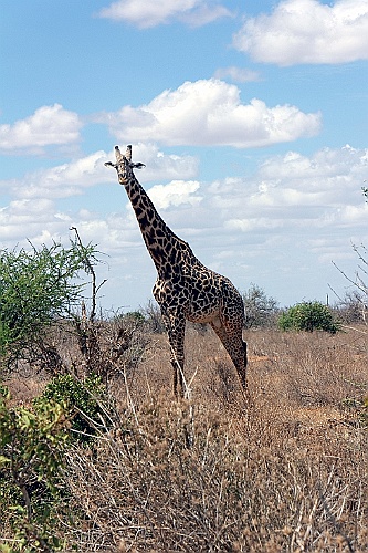 Kenia (285)